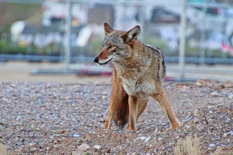 joannadillon's tweet photo. Systemic racism hurts not just humans, but urban biodiversity https://t.co/lSi3HoU2NI https://t.co/fsXNzkb9uT