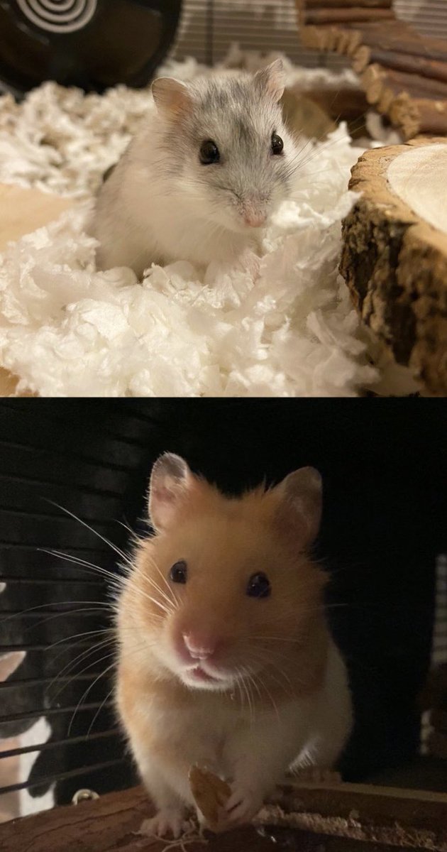 PebbleAndSusie's tweet photo. To mark my one year twitter anniversary I thought I’d upload photos of my two girls &amp; my two boys! 💗 https://t.co/5g8N6e1gOI