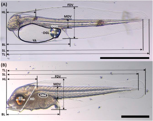 Our new paper with MER found that #larval #snapper benefited (in size) from #temperature +4°C above summer average and elevated pCO2 increased #survival. 

@DrJDonel @niwa_nz @CoralCoE @jcu @AquaticSciences
doi.org/10.1016/j.mare…