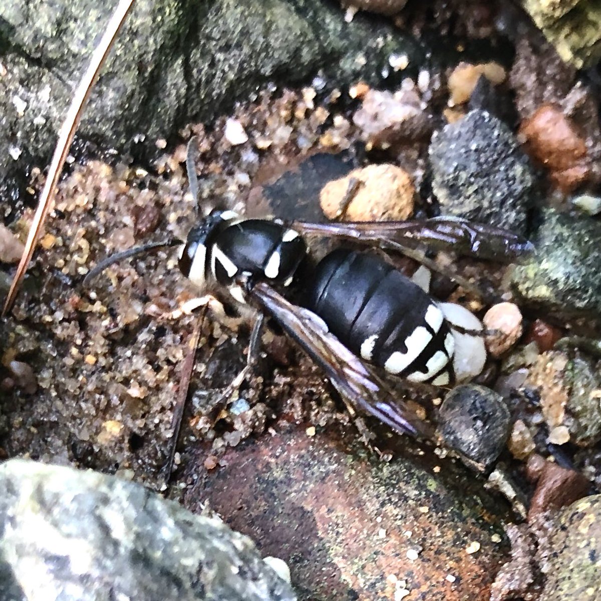 Beyond the variability in the immune response, I suspect that some stings are from different genera that look like Vespula, such as Polistes, Vespa, and Dolichovespula that don’t always cross-react with Vespula venom