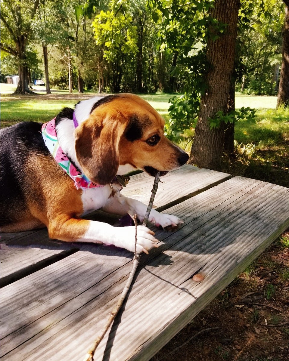 ThatPupZoey's tweet photo. Do You know what's better than a stick?π³
A stick at the park!ππΎ
#park #stickpro #cute #beagle #thatpupzoey https://t.co/HwvqDSo8Oj