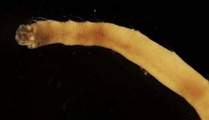 seasave's tweet photo. #WeekinReview, Bringing you ocean news! Excerpt from SSF's Ocean #WeekinReview, Japanese biologists discover new species of sea worm in the southern ocean https://t.co/UA0cHFtWtP @EurekAlert @nresearchnews @BitsOfScience @ScienceDaily https://t.co/lxUO9UHVwy