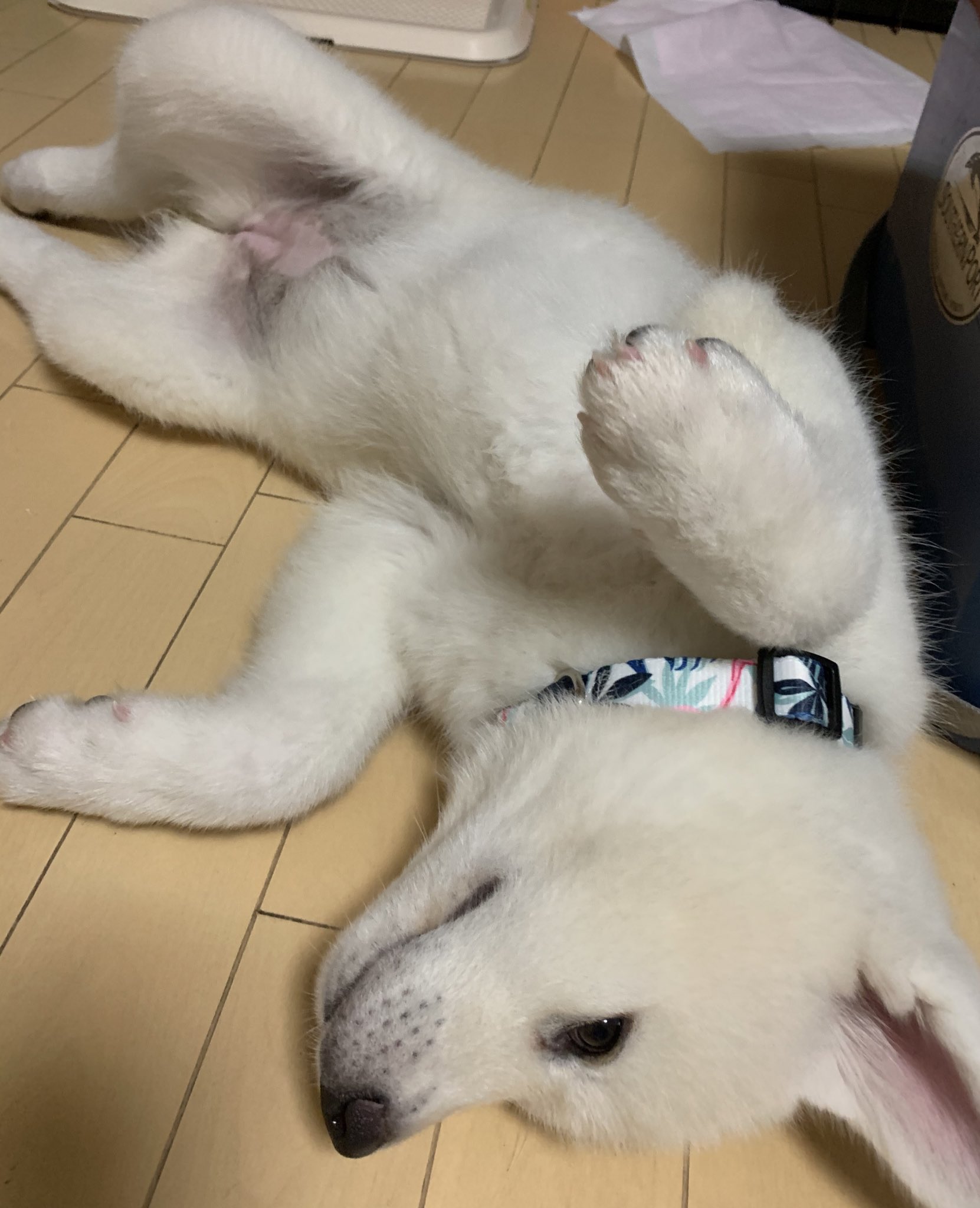 こはく けさわん 仔犬 秋田犬 暴れん坊 釣り T Co Uae51zxfk4 Twitter こはく けさわん 仔犬 秋田犬 暴れん坊 釣り T Co Uae51zxfk4 Twitter