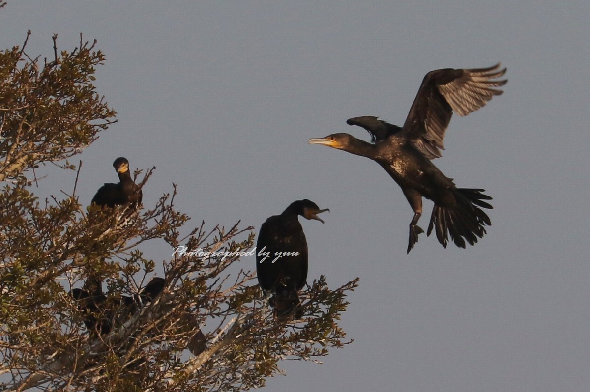 #カワウ #ＲＴ歓迎

木の枝に着地しようとする瞬間の
コマ送り(結局、とまれる枝がなく
この時はとまれなかった😆)

#相互フォロー #野鳥撮影 #写真垢
#鳥 #野鳥写真 #空
#野鳥撮影 #バードウォッチング #鵜飼 #鵜
#鳥好き #鳥活 #鳥類の会 #野鳥
#greatcormorant #birds #wildbird #birding
#birdlife