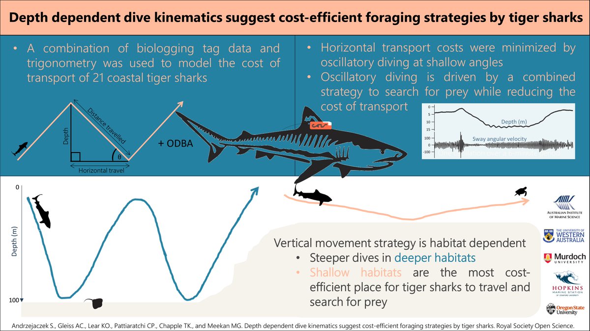 NEW PAPER: We used a biologging approach to model the energetics of  oscillatory diving behaviour in tiger sharks. For more info, check out the  infographic below and follow the link to access