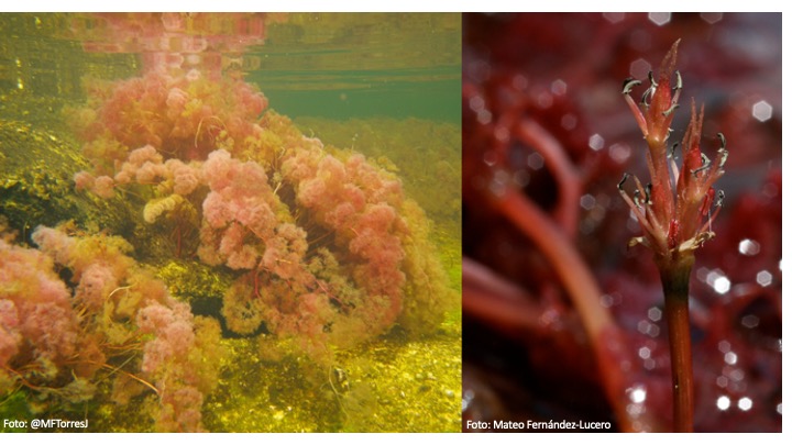 Este grupo de plantas con flores son extrañísimas porque viven adheridas a rocas en raudales y cascadas y sus flores son muy pequeñas. Se distribuyen en los trópicos del mundo, pero en el Neotrópico son muy diversas. ¡En el caribe colombiano también hay muchas!  #Eldesparche 3/16