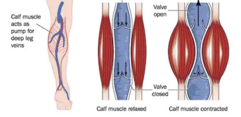 At a certain point of intensity during exercise, we cut off blood flow out of our working muscles via occluding/compressing the veins.This means: blood flow out = blood flow returning to heart = blood to re-oxygenate = oxygen available to the tissues = fatigue