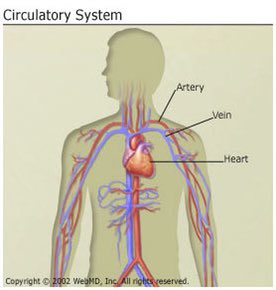 This is what is happening when you get a “pump” in your muscles during weight training.At this point, the ability to continue exercise at a given intensity will be reduced.So if we give a circuit with the intention of promoting an aerobic response, we want to avoid pumps.