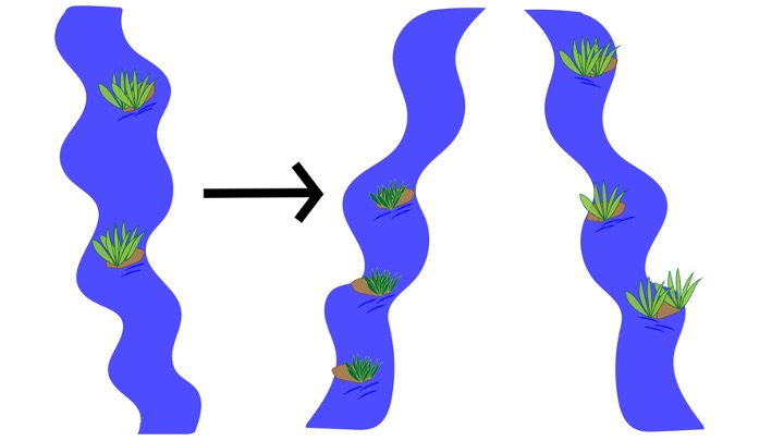 Ahora imagínense que hay plantas adheridas a rocas en un río que se separa en 2. Con el tiempo si las poblaciones de plantas en los 2 ríos continúan aisladas, van a acumular cambios diferentes que quedarán impresos en su secuencia de ADN   #Eldesparche 11/16