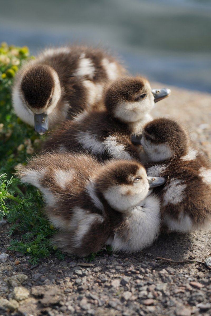 as promised, here's a really long thread of baby geese picturesand each time you scroll down, they get one day older13th July