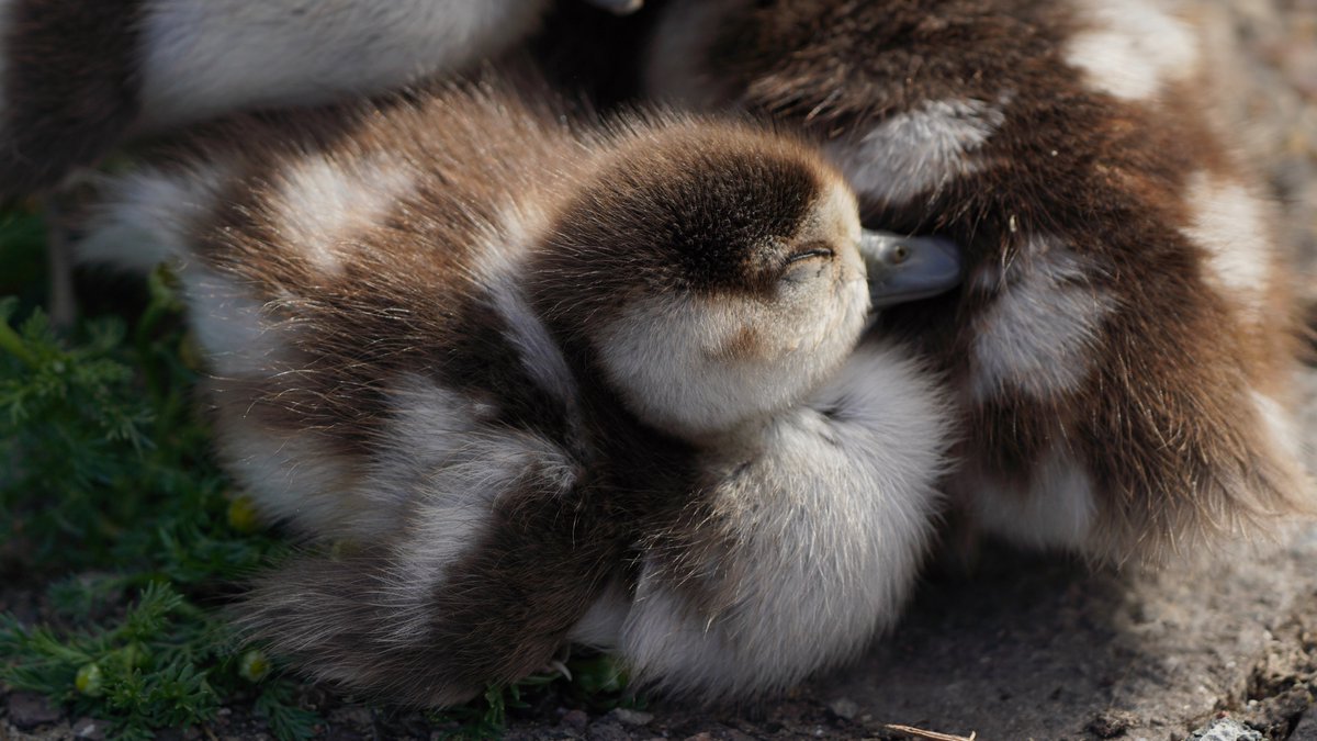 as promised, here's a really long thread of baby geese picturesand each time you scroll down, they get one day older13th July