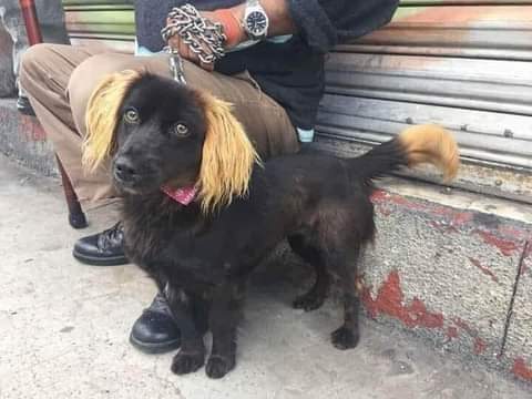 Mexxxikn0's tweet photo. Al servicio de la comunidad informa se encontró este perrito extraviado en las inmediaciones del primer cuadro de la ciudad alguien sabe ó tendrá idea de quien es? https://t.co/kyaz9z399B