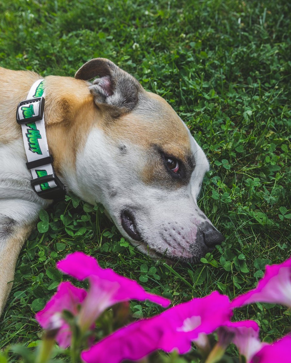 TurfMutt's tweet photo. Just one more roll in the grass before bed? Please?! It feels wonderful. #BackyardNotCancelled #RescueDog #RollInTheGrass https://t.co/Ij4WOspyFK