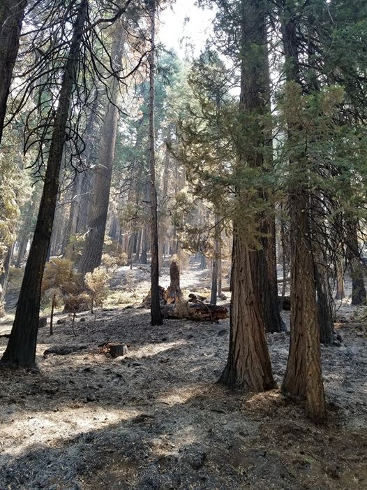 LassenNF's tweet photo. The #StumpFire received little rainfall from yesterday's storms. Resources continue to look for heat and smoldering areas and put them to rest. Smoke will be visible at times along Highway 36 near Childs Meadows. https://t.co/w67IVsrZDc