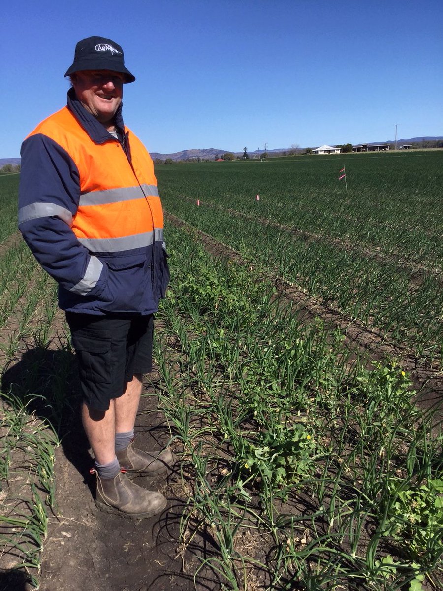 agnovatech's tweet photo. Bruce from Lindsay Rural taking a close look at the AgNova Onion Herbicide Trial.

#agnova #linuron #ausag #onions https://t.co/zzn5Zs2P9A