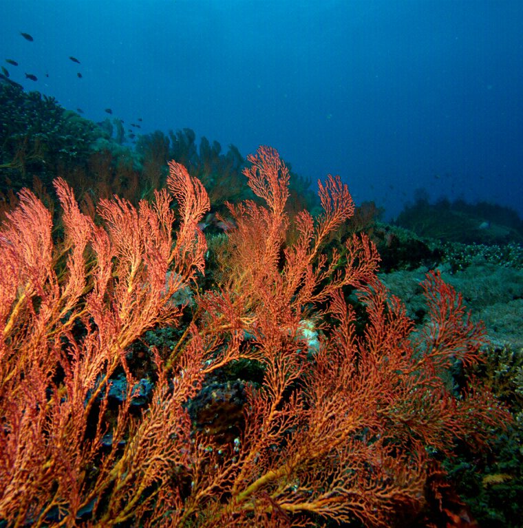 So many different colours in the reef to spot while diving around Lembongan! #Coral #Reef #Diving #Colourful #Explore #Adventure #Scuba #ScubaDiving #Ocean #CoralPhoto #Underwater #DivingPhotos #CoralReef #ChasingCoral