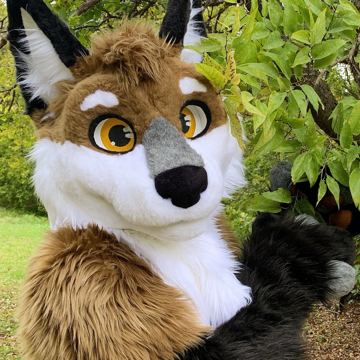 DarwinTheFox tweet media