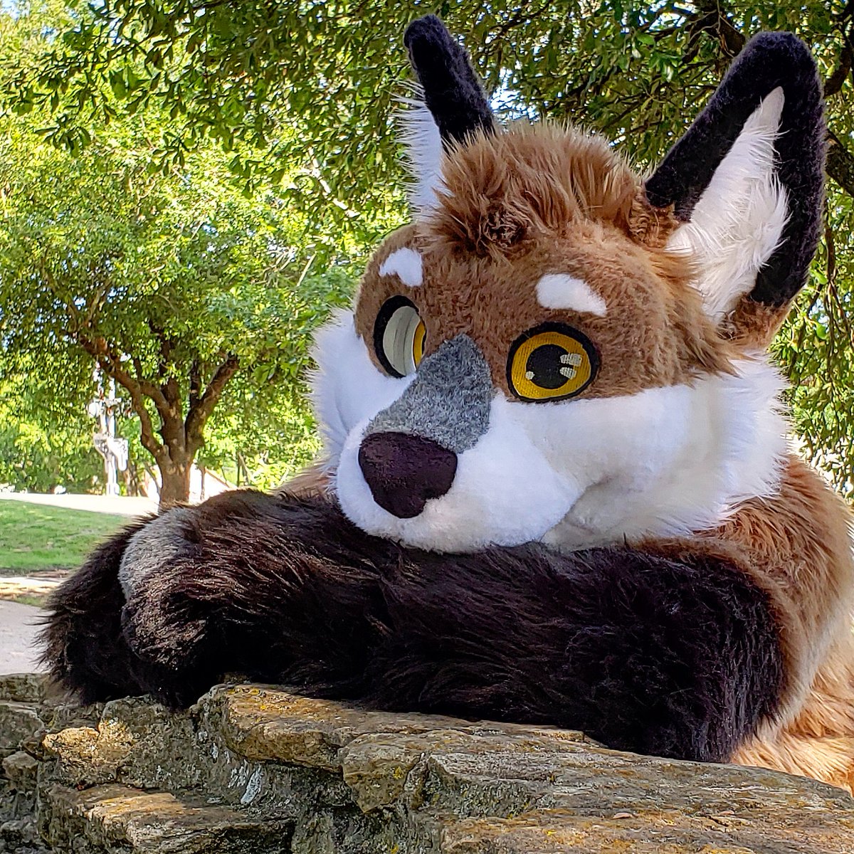 DarwinTheFox tweet media