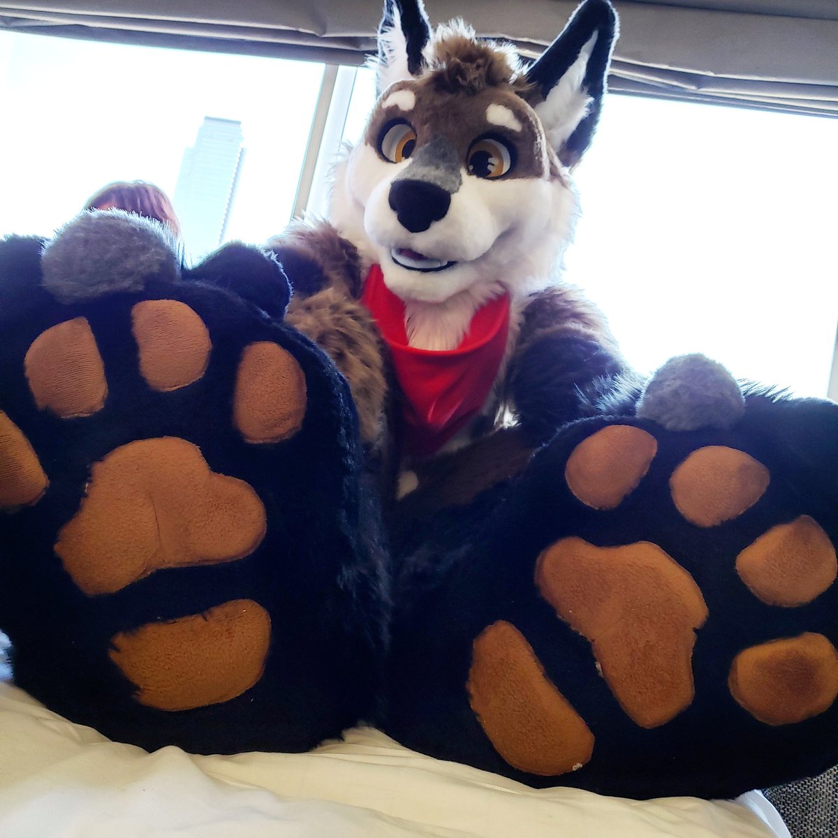 DarwinTheFox tweet media