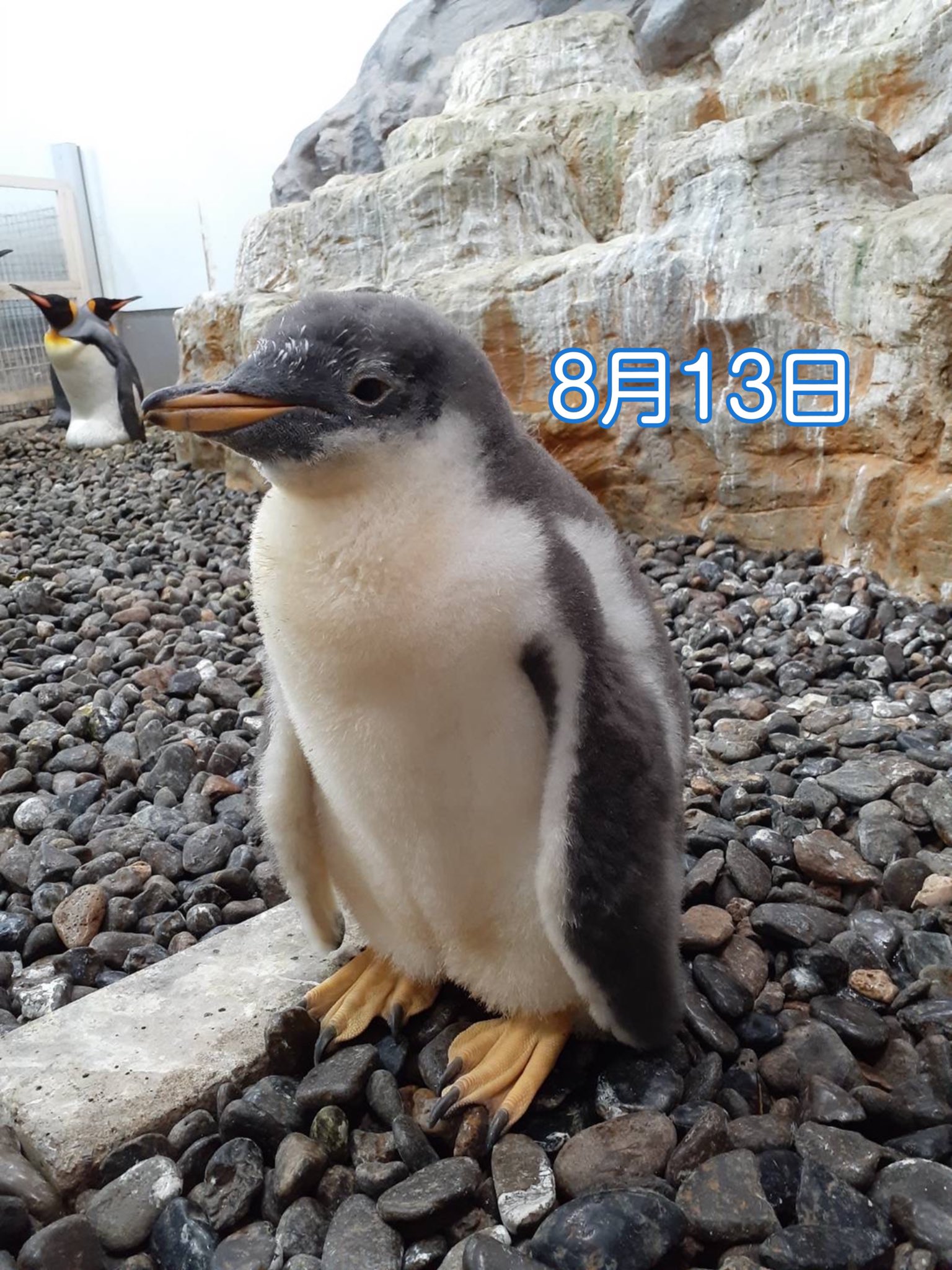 旭川市旭山動物園［公式］ on X: 