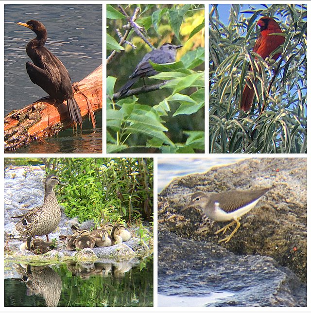 Ontario Place bird notes #37 | Noticeably quieter, and fewer swallows, but a handful of warblers have returned! A couple of Gray Catbirds, Northern Cardinals, Spotted Sandpipers, Mallard ducklings, Least Flycatcher, Eastern Kingbirds and a Blackburnian and Pine Warbler.
