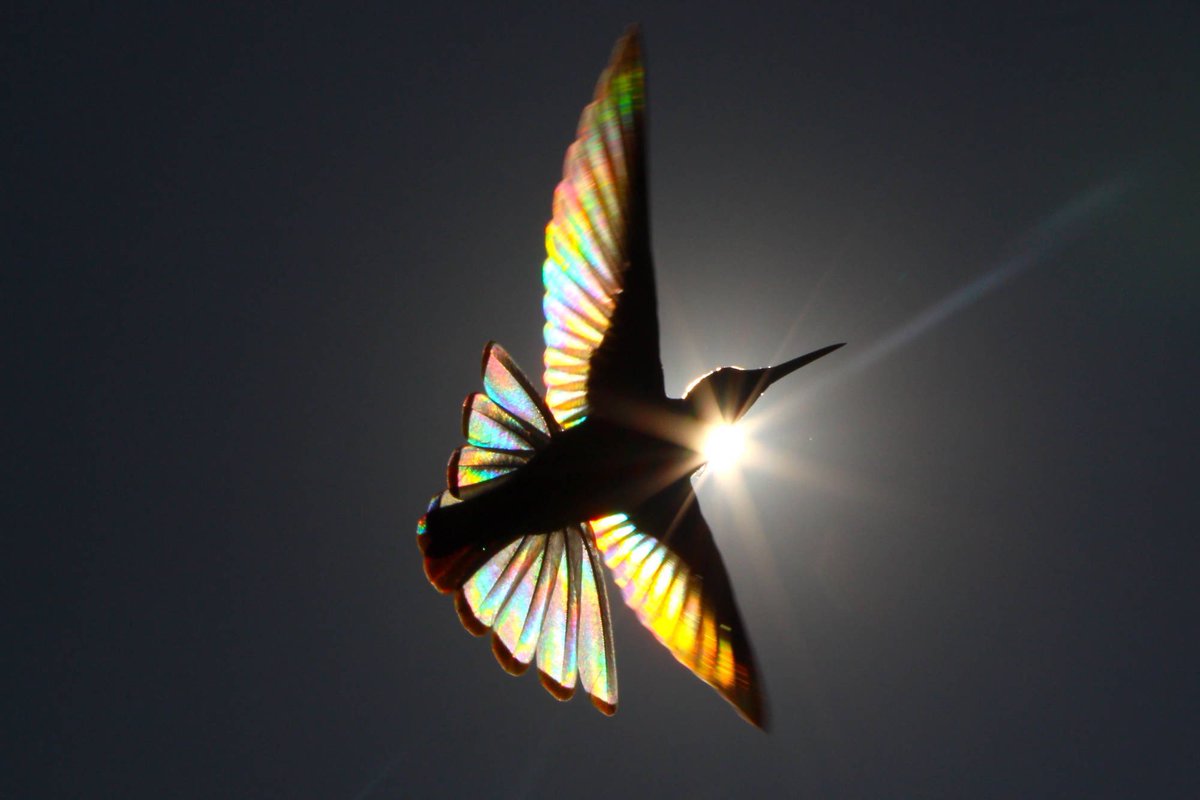 janakparikh1's tweet photo. Beautiful capture of light passing through humming birds’ wings
@shaazjung
@AnkitKumar_IFS
#WednesdayMotivation
#UpTheBenchmark https://t.co/tkNso7WC6X