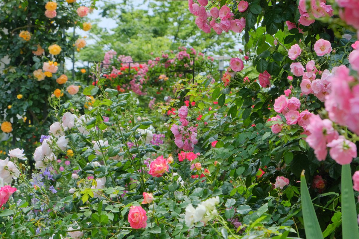 flowerman1783's tweet photo. おはようございます😃
全然撮りに行けてないので
過去写真 https://t.co/3MVXCXrGsN