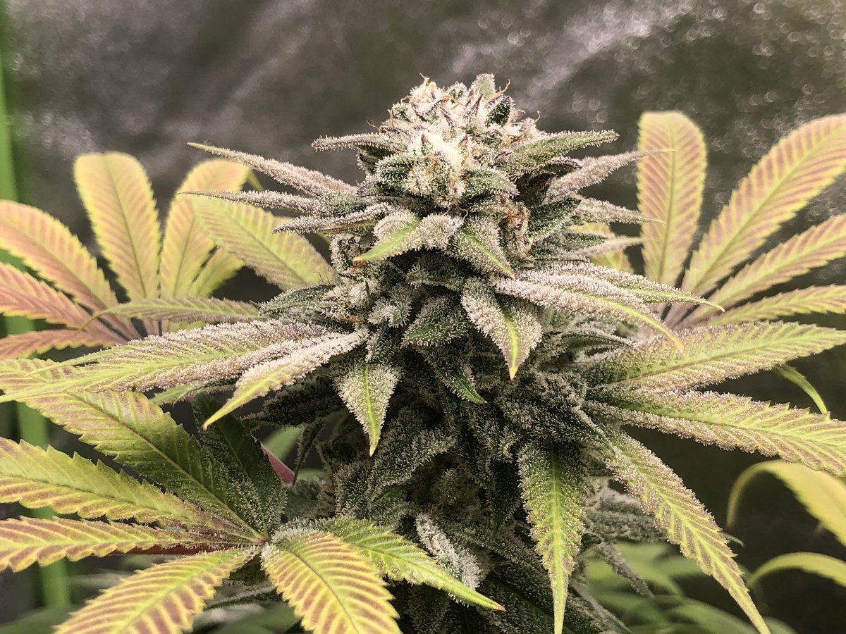 cannalukey's tweet photo. The colours on this one.  #Cannabis #GrowYourOwn https://t.co/QVh57fbrfX