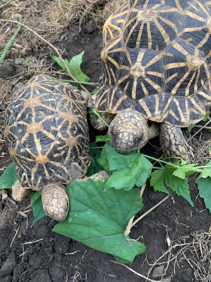 初心者向け リクガメの飼い方や必需品7点 生態など徹底解説