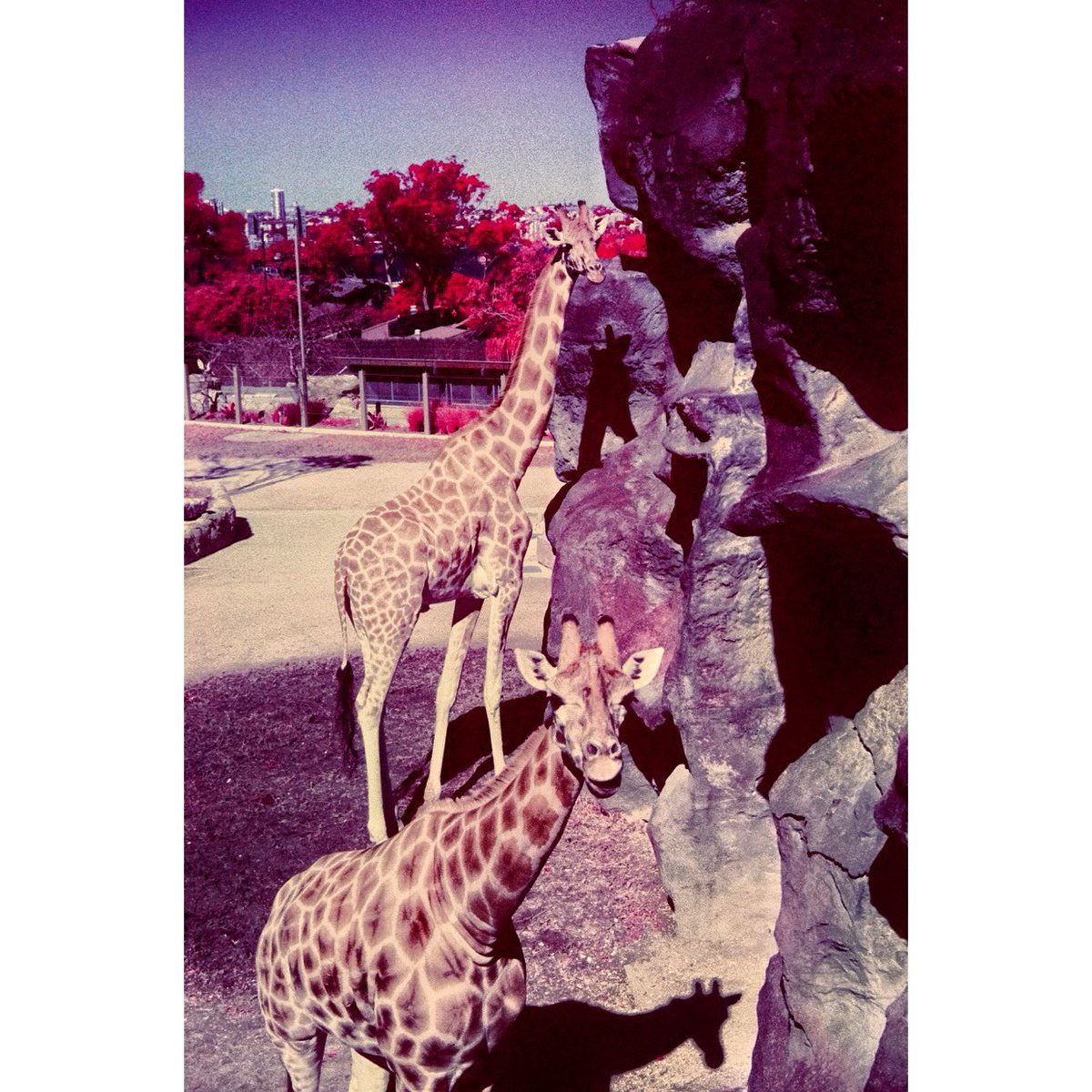 adamnorthphoto's tweet photo. #Giraffes 🦒 @tarongazoo @kodak #colorinfrared #film https://t.co/Mwl9KyTckt