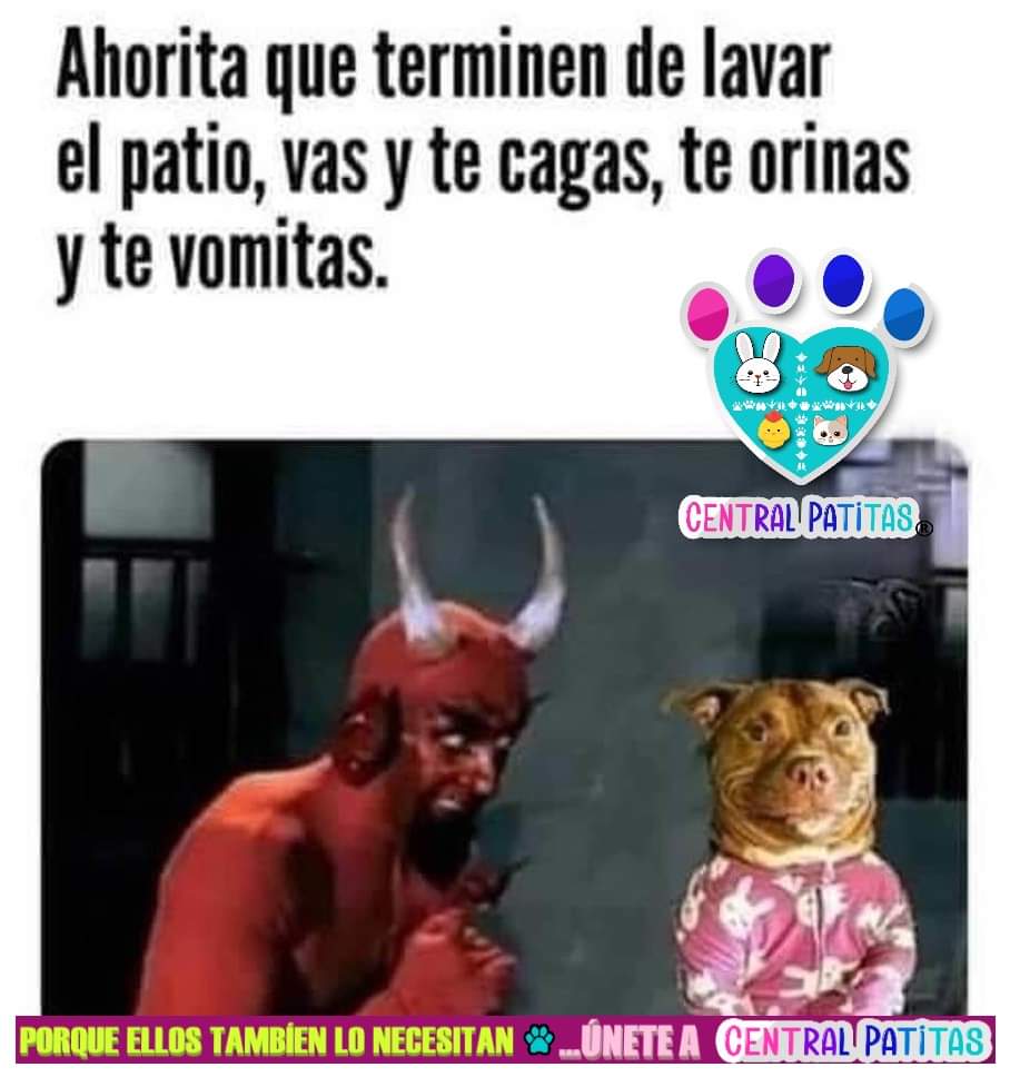 Dejen un ❤️ si alguna vez les ha pasado... 😅
#CentralPatitas