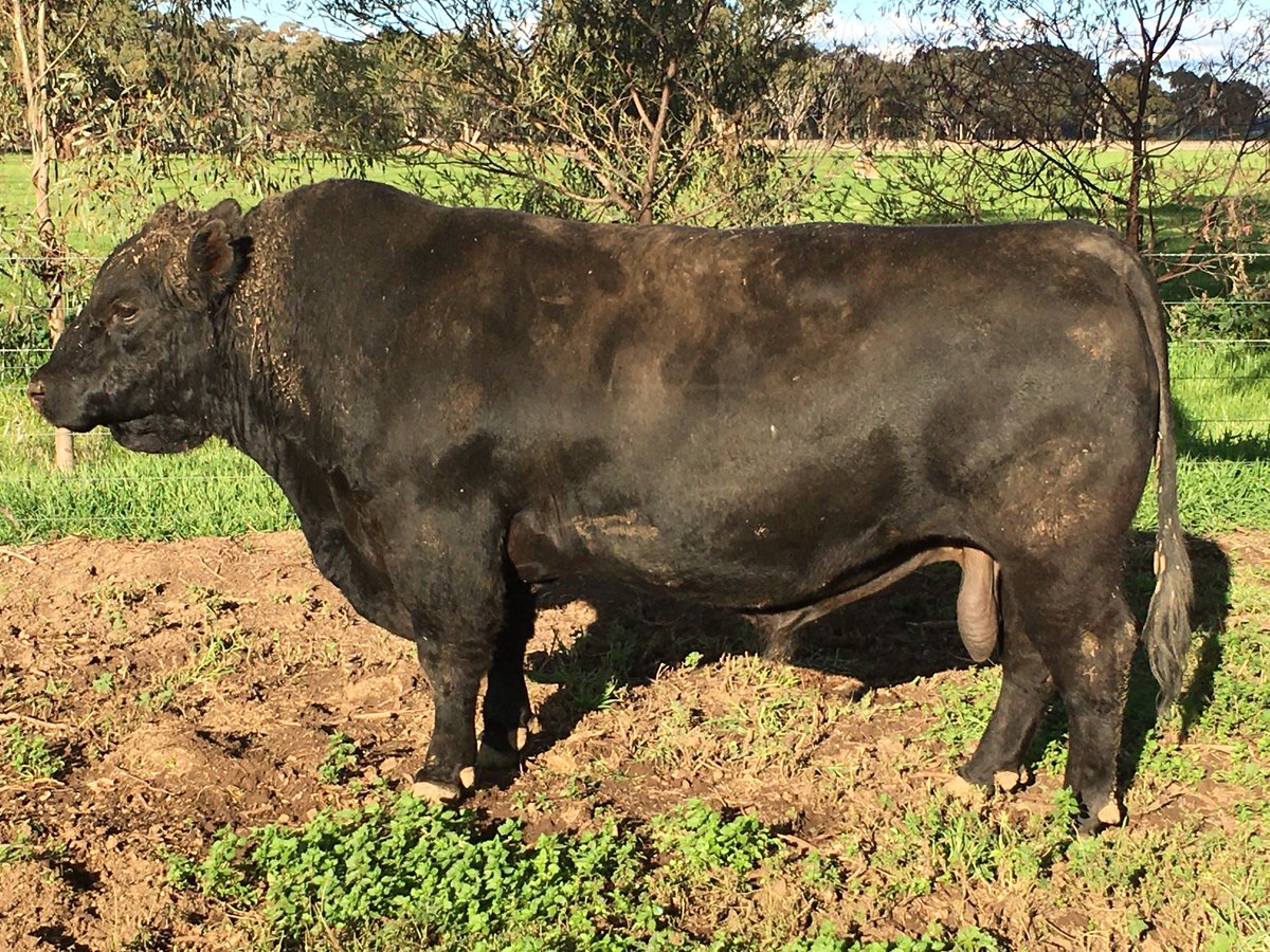 CorriganLucinda's tweet photo. Rennylea news - https://t.co/xXvW4NoNjq Final inspection day Friday 21st Aug. @struanp @thelandnews @Jon_beefcentral @eva2210 @Norrie_TL #RennyleaAngus #theMeatQualityBrand 15 sons by Rennylea K907 https://t.co/1rV5R9o3pX