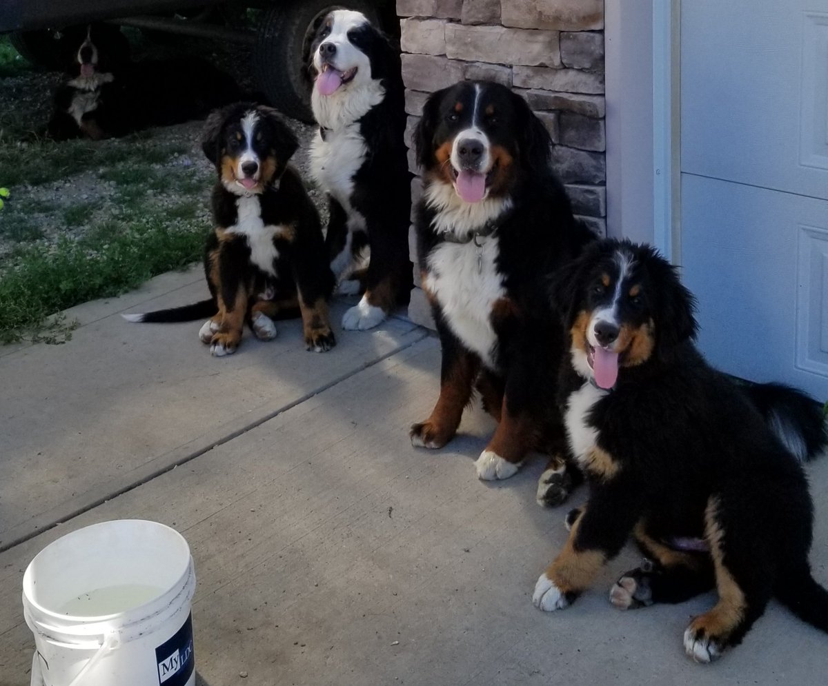 #TongueOutTuesday