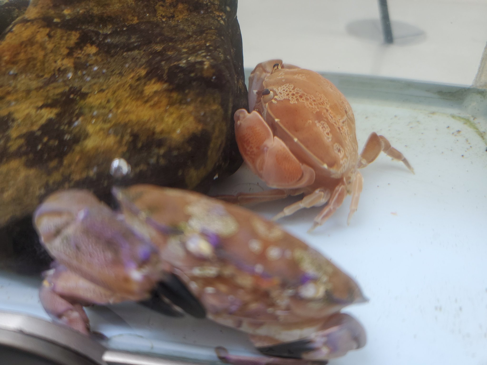 株式会社アクアガイド スベスベマンジュウガニが 脱皮した 足も完全復活 カニの脱皮には 自切した足や割れた甲羅など 治すはたらきがあります アクアガイド 移動水族館 海の生き物 スベスベマンジュウガニ カニ 脱皮 抜け殻
