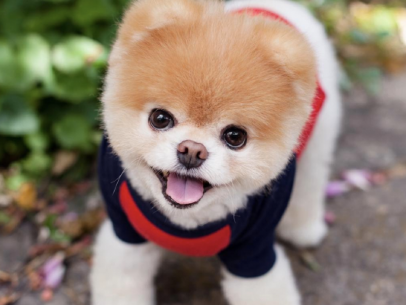 KleerRenata's tweet photo. No le pongas ropa a tu perro 🐶 tenía que compartirlo tu perro tiene pelaje caliente y la ropa lo ara tener mucha más calor recuerden esto es por el buen de tu perro https://t.co/tBjF9kHj4b