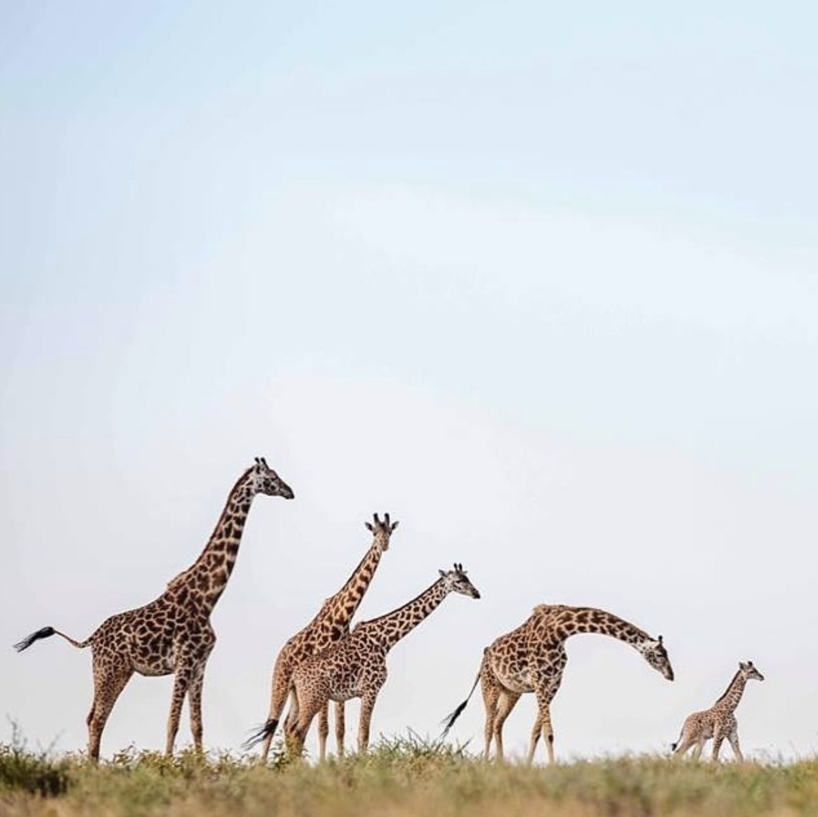 It takes a village... and a few giraffes 😘

📸 @bobbyjophotography