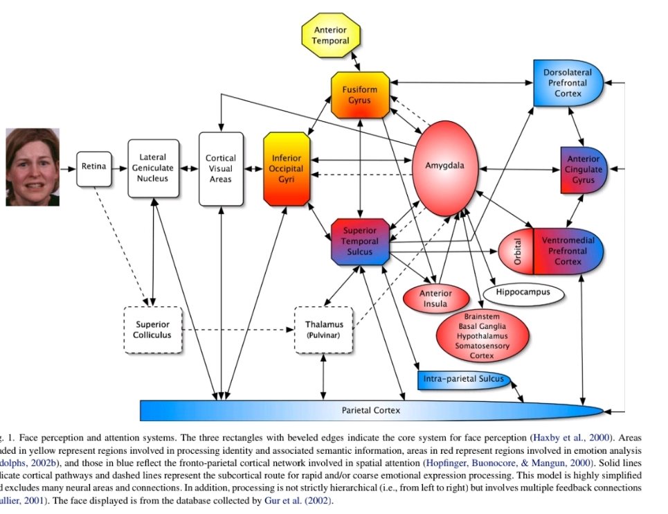 ffelisberti's tweet image. Are you always on my mind? A review of how Face Perception and attention interact. #faceperception academia.edu/download/46188…