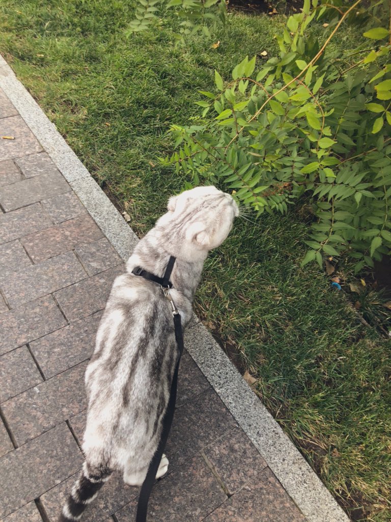 BadiTsoy's tweet photo. Недавно мой кот впервые вышел на улицу и совершил путешествие на машине дальше, чем до ветеринарки. Он сильно нервничал, но любопытство победило. Рождённый в квартире и всю свою жизнь проживший в квартире, до сих пор в шоке от фур. 
Поездка в Крым составила 1200 км и 2 дня пути. https://t.co/VZJUwXnorL