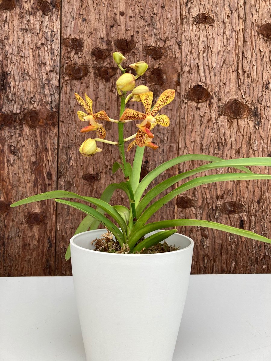 フラワーショップ蘭らん モカラが入荷しました 限定１鉢の早い者勝ちですので 気になる方はお早めにどうぞ ランのことなら蘭らんへ モカラ 花屋 沖縄県 本部町 ｔｌを花でいっぱいにしよう 親父の日 白石麻衣 秋元真夏 お誕生日