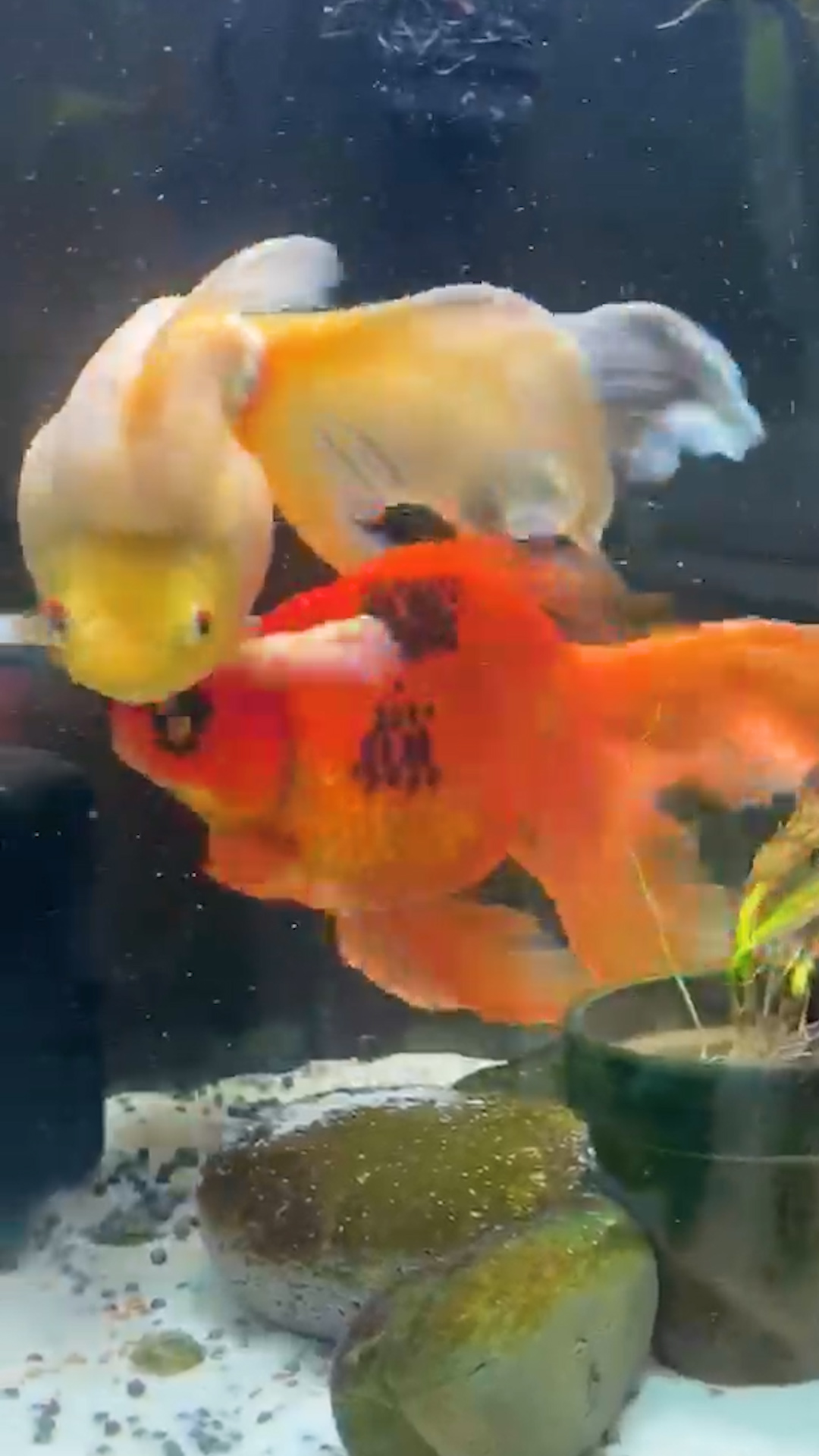 Oranda goldfish petsmart 2025