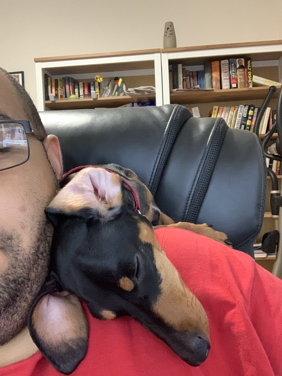 My poor baby dog watching me watching Fox post convention nonsense