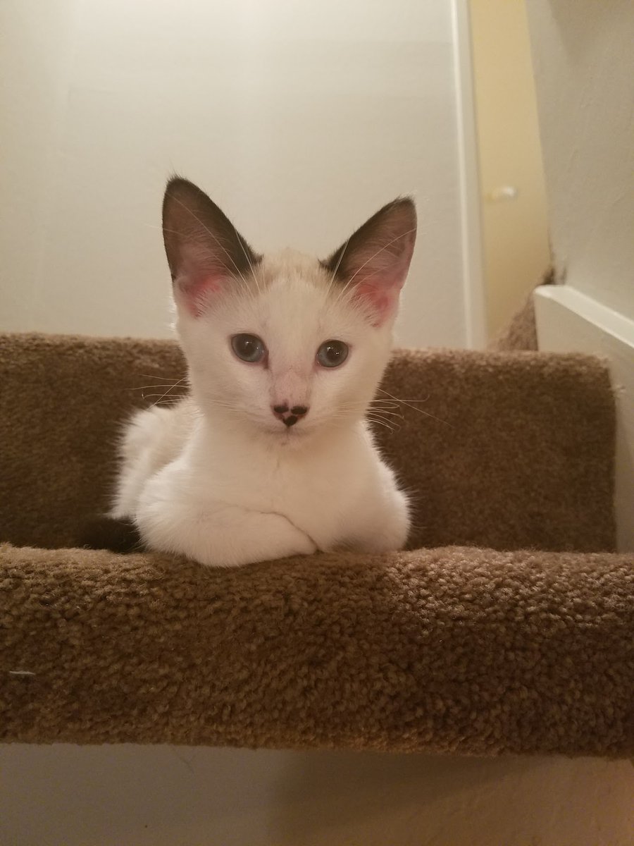 The sweetest cat I've ever known. Good night, Obi-Wan. You gave us so much love. Thank you.

1/15/2016 - 8/18/2020