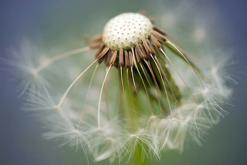 MQuigley1963's tweet image. Enduring many living conditions
Standing strong and proud
#Contravariant to other flowers
Symbolic of emotional healing
Blowballs fly around
In the wind
like fairy wings
spreading wide and far
landing and self-sewing
to do it all again
#vss365