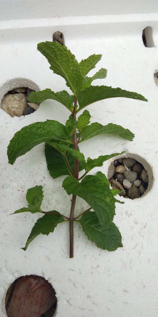 Kira kira aja deh nggak perlu pakai penggaris. Kurang atau kelebihan dikir juga nggak apa apa. Pataokannya 4-5 tingkat daun deh. Jangan kurang ya. Karna ntar malah gagal. Saya lagi yang di salahkan