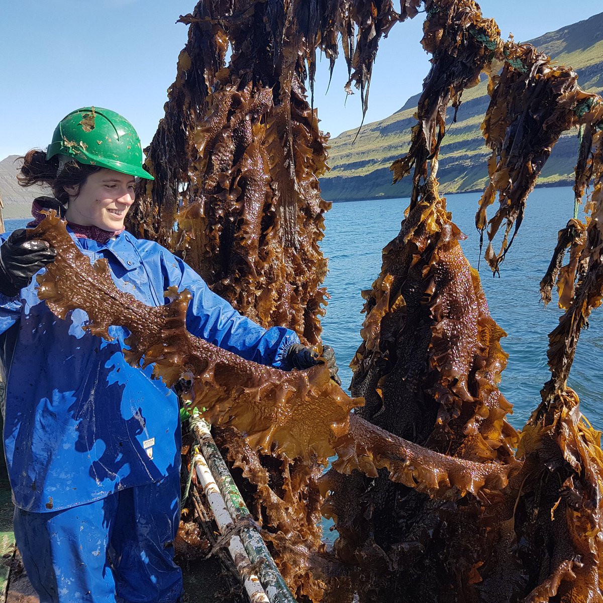 OlavurG's tweet photo. From our site inspection yesterday...#bluebioeconomy #seaweed https://t.co/HpmO2CYzAa