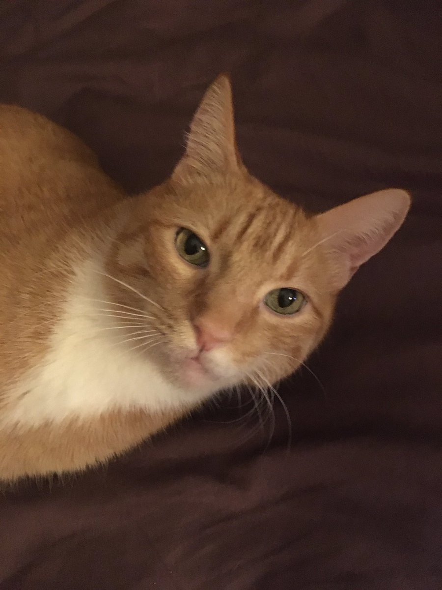 lemonthecat's tweet photo. Hi everybody. #cats #catoftheday #CatsOfTwitter #catsofmontreal #love #AdoptDontShop ❤️ https://t.co/LtYFbqr3K1