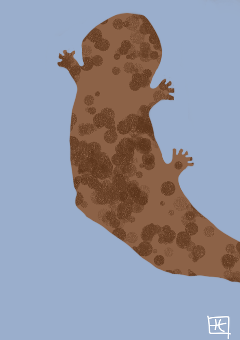 切り絵 山椒魚 Unioncitypd Org