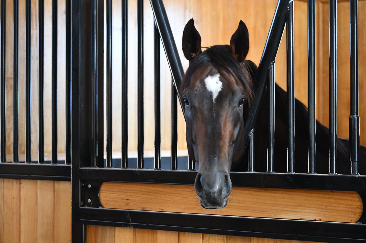 Only 13 more sleeps! ALABAMA EXPRESS counting down the days until he and GRUNT get to use the new serving barn at Yulong Stud. He’s been 👀 at the dry mares for the last two months wondering ! #goodthingscometothosewhowait @anz_news @TDNAusNZ