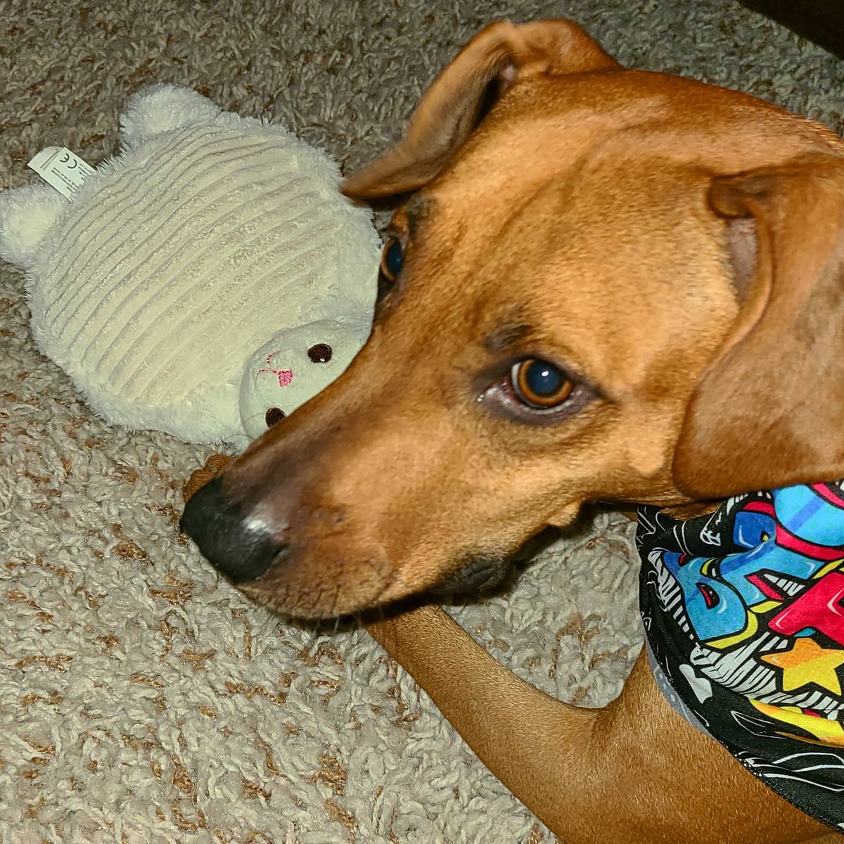 Jackson The Puppy Dog tweet media