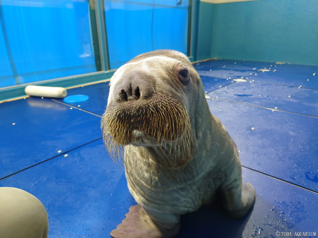 鳥羽水族館 Toba Aquarium 吾輩は海象である 名前はまだない ということでセイウチの赤ちゃんの愛称募集が8月日からスタートします 6月日の誕生から丸2か月 僕ちゃん 仮 から卒業する時期がやってきました もりもりミルクを飲んで